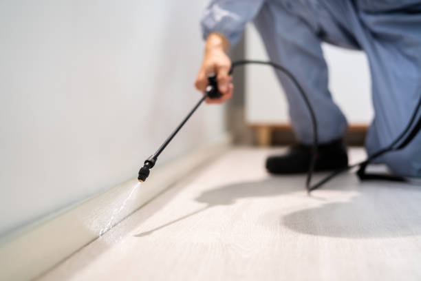 Certified termite inspector examining foundation in North Wales
